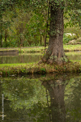 Fototapeta Naklejka Na Ścianę i Meble -   reflection of trees in the water of a lake in Germany