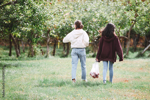 Pre teenage girls harvesting apples in an orchard photo