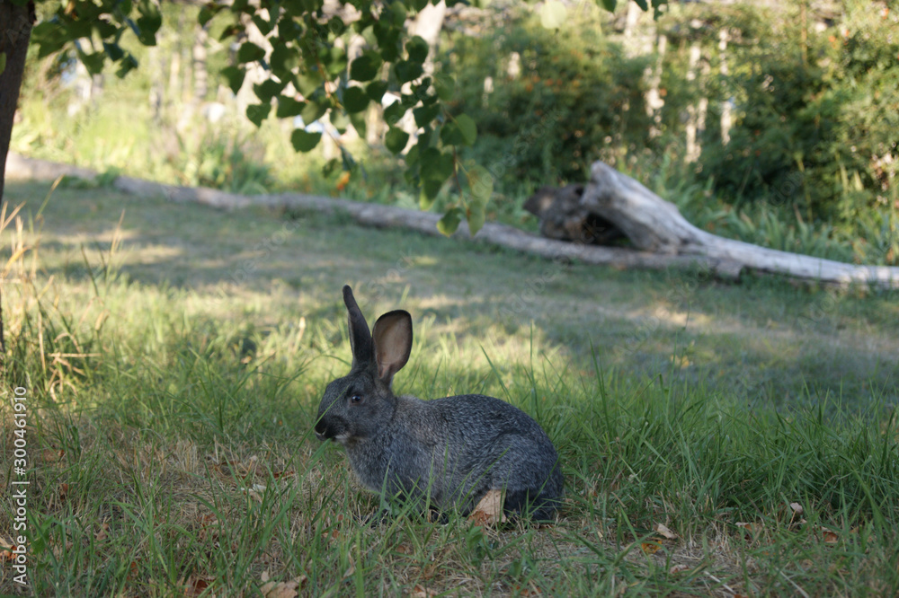 Fototapeta premium rabbit