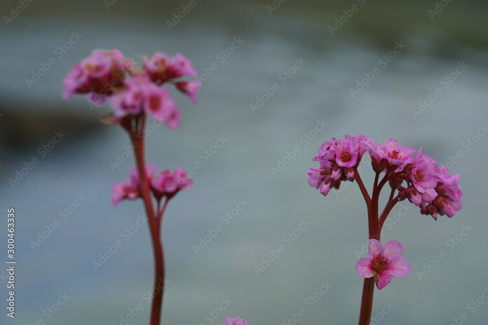 Obraz premium Flora Garten Bergenia