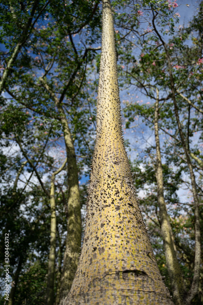 Fototapeta premium Ceiba Speciosa at Turia garden. Valencia, Spain