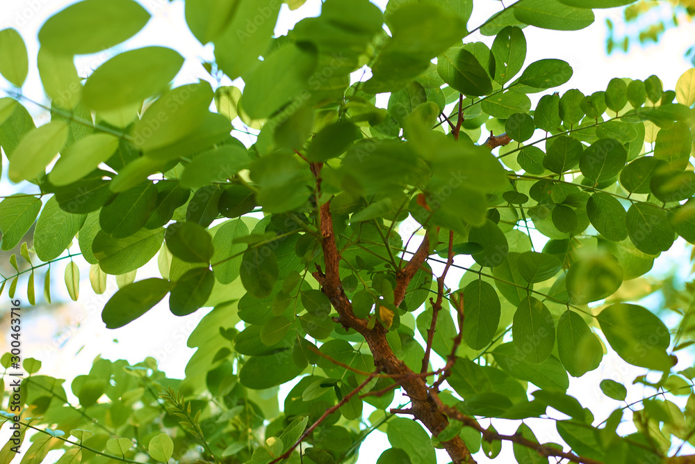 Fototapeta premium green leaves with blue sky background