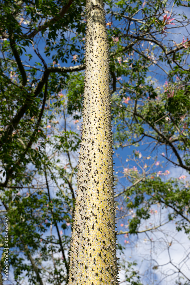 Fototapeta premium Ceiba Speciosa at Turia garden. Valencia, Spain