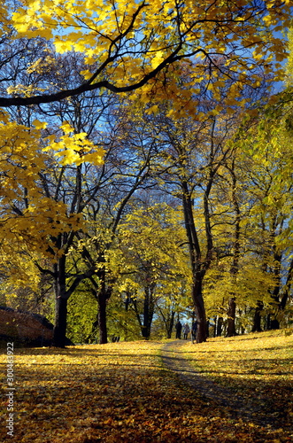 Autumn in Oslo Norway. Yellow leaves on blue sky