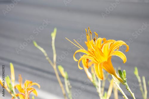 Photos yellow flowers on the Mexican roadside