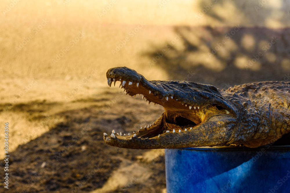 Obraz premium Dried scarecrow of young nile alligator