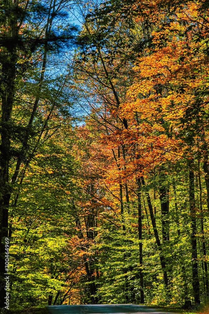 Autumn trees Autumn trees