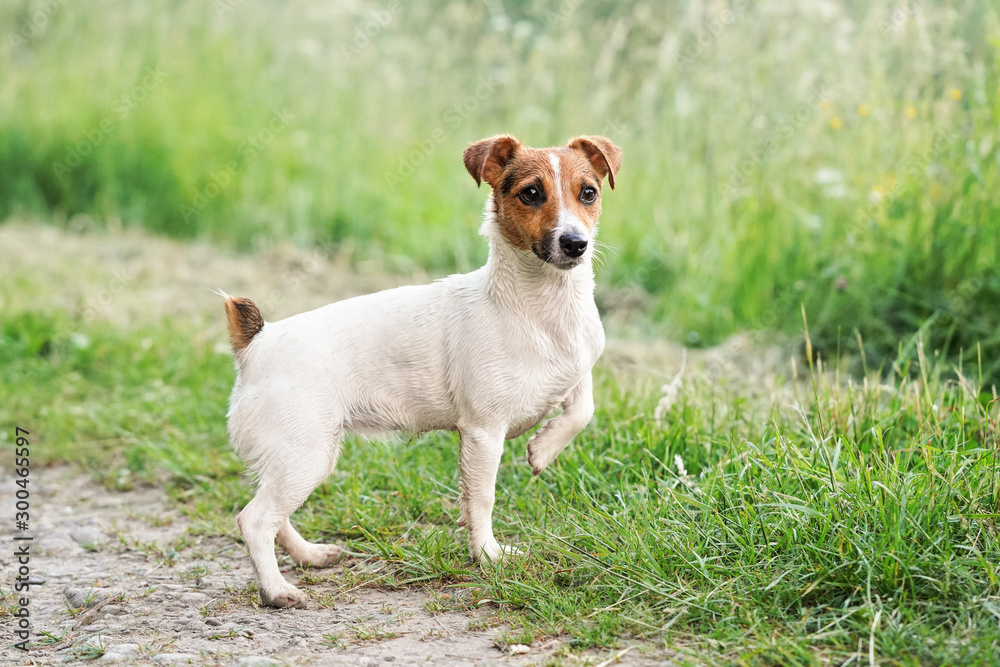 Small Jack Russell terrier standing on country road, one leg up, looking attentively, fur wet from swimming in river, grass growing on ground