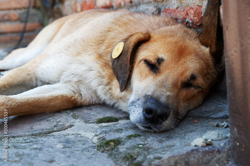 Tired dog sleeps in a street. Lonely homeless dog sleeping on the sidewalk.