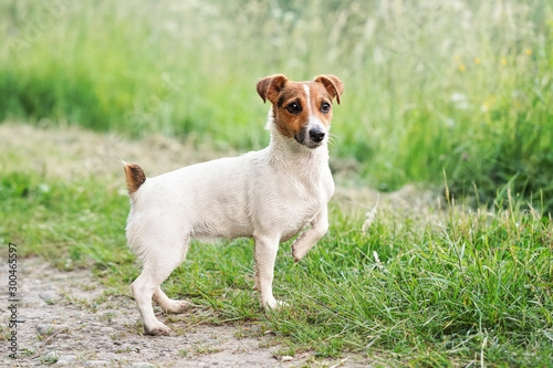 Fototapeta Naklejka Na Ścianę i Meble -  Small Jack Russell terrier standing on country road, one leg up, looking attentively, fur wet from swimming in river, grass growing on ground