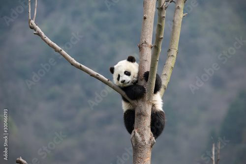 giant panda cub in a tree