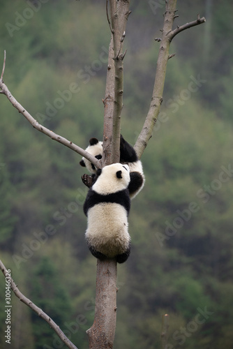playful giant panda cubs in a tree