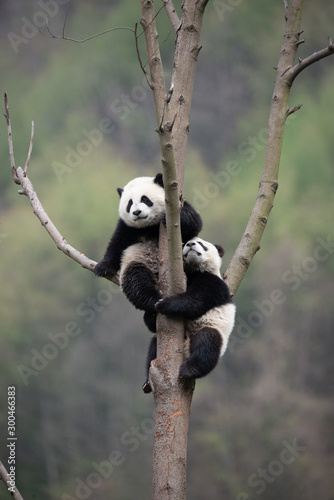 Fototapeta Naklejka Na Ścianę i Meble -  playful giant panda cubs in a tree