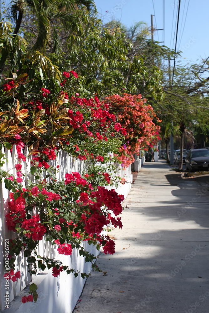 red flowers and white picket fence along sidewalk in key west florida