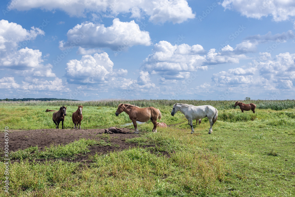 Horses on a grazing land over River Narew in the area of Narew National Park in Poland