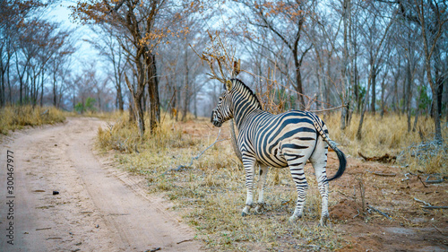 zebra in kruger national park  mpumalanga  south africa 4