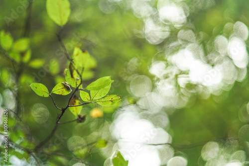 Fotografie Leaves on a tree branch with nice blurred bokeh - shallow depth of field photo,