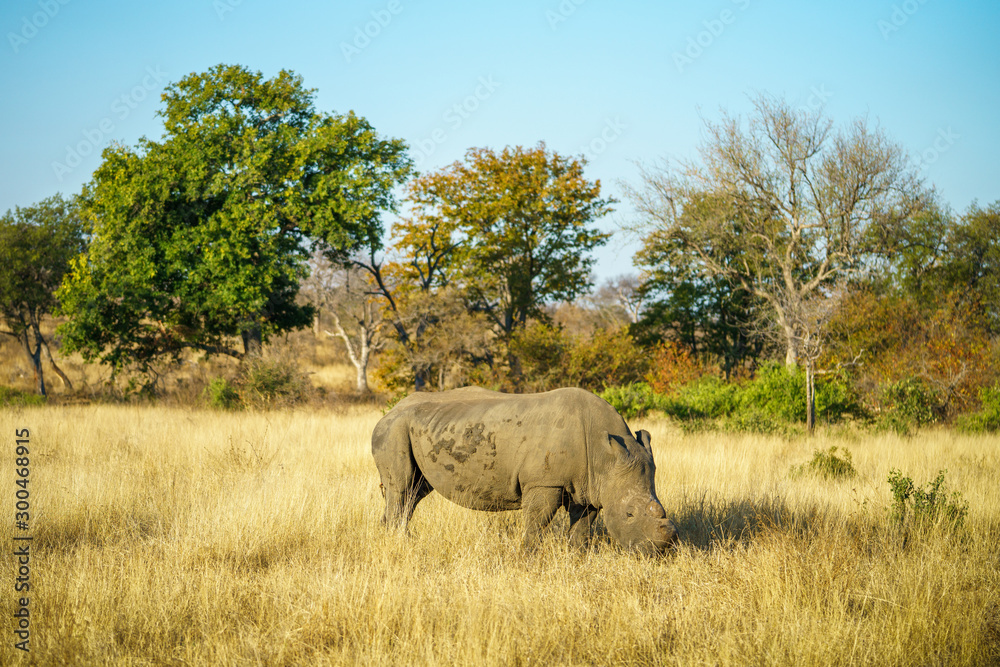 Fototapeta premium white rhino without horns in kruger national park, south africa 9