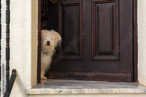 Konstfotografi White Dog peeking in door of the house