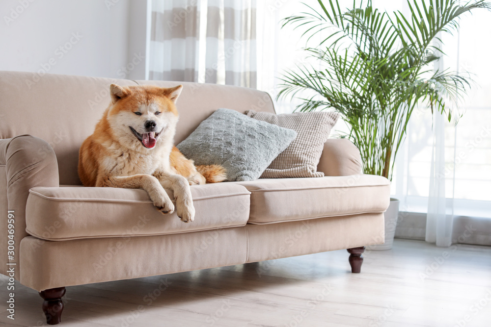 Cute Akita Inu dog on sofa in room with houseplants