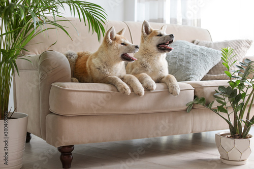 Cute Akita Inu dogs on sofa in room with houseplants