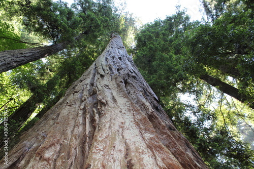 Redwood National Park © Gabriela