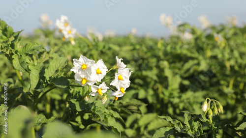 Beautiful field with blooming potato bushes on sunny day, closeup