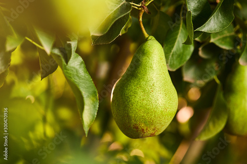 Tasty young healthy organic juicy pears hanging on a branch