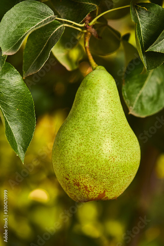 Tasty young healthy organic juicy pears hanging on a branch