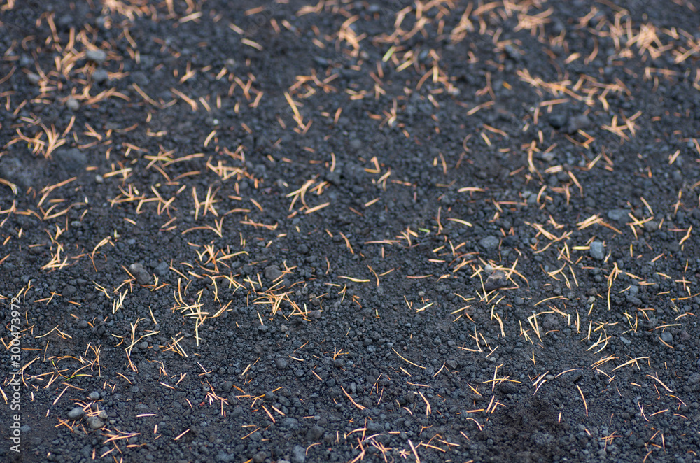 カラマツ枯葉とスコリア