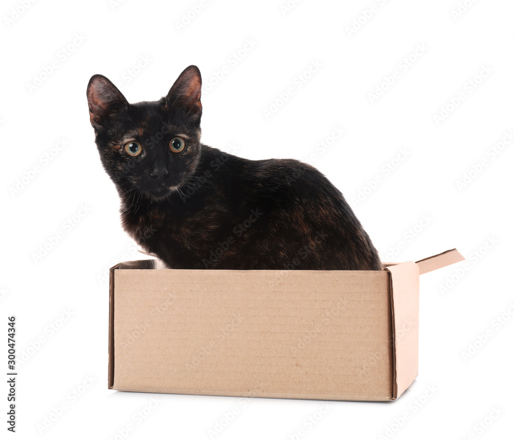 Cute black cat sitting in cardboard box on white background
