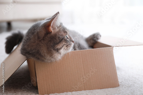 Cute grey tabby cat in cardboard box on floor at home