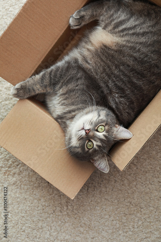 Cute grey tabby cat in cardboard box on floor at home, top view