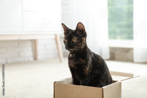 Cute black cat in cardboard box on floor at home