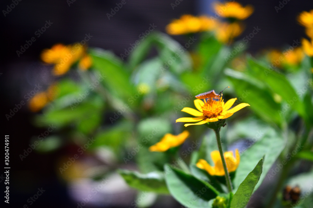 Melampodium is a genus of flowering plants in the solar flower family. Is an authentic tropical and subtropical place. Melampodium is a genus of flowering plants in the solar flower family. Is an authentic tropical and subtropical place.