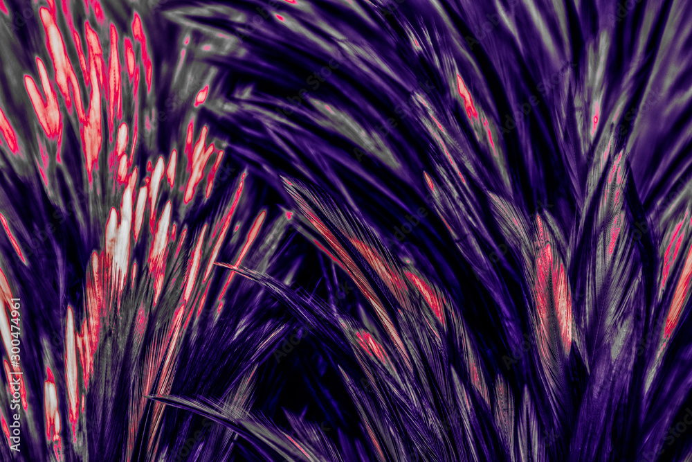 Fototapeta premium Beautiful abstract colorful blue black red and pink feathers on dark background and soft white purple feather texture on white pattern