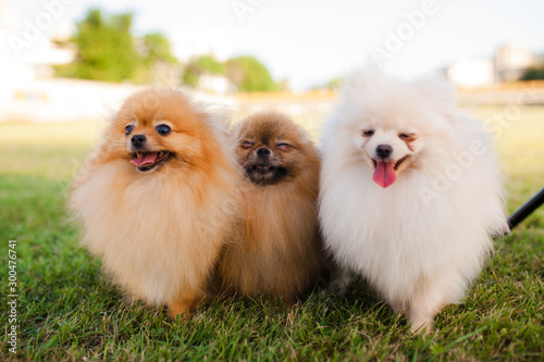 Fototapeta Naklejka Na Ścianę i Meble -  three Zverg Spitz Pomeranian puppies sitting on grass