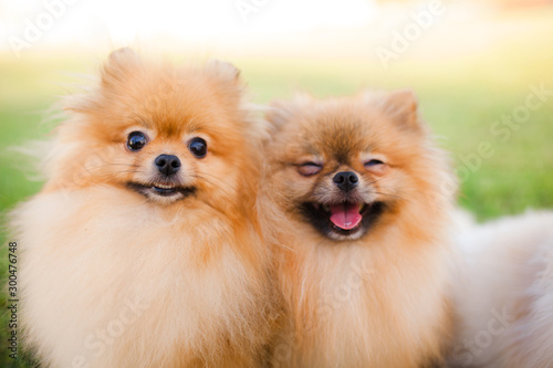 Obraz na plátně two Zverg Spitz Pomeranian puppies posing on grass