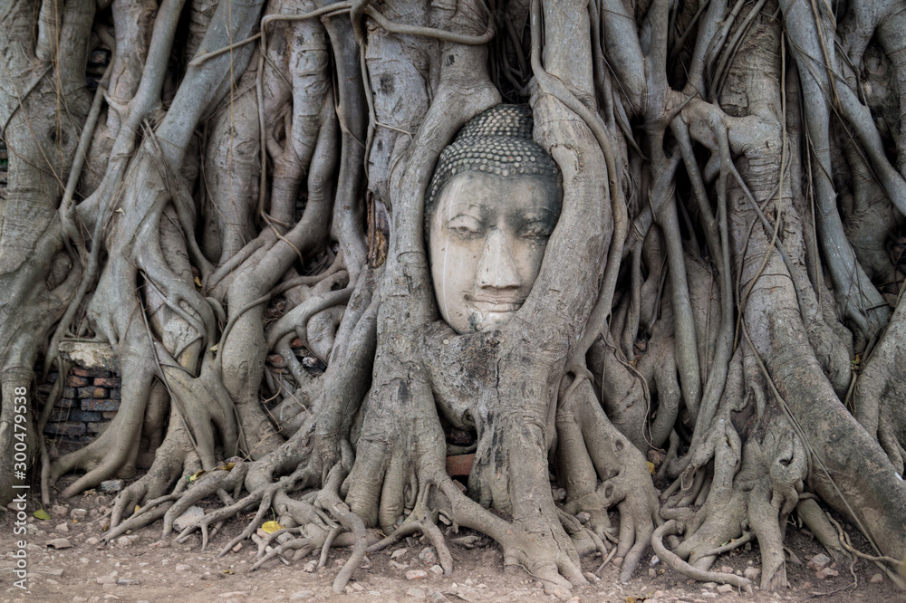 buddha head looking out of roots of a tree