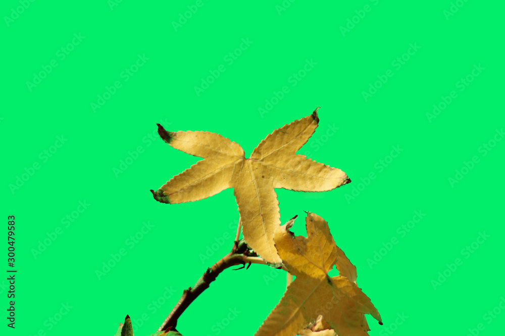 Naklejka premium yellow leaf colorful backdrop