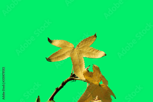  yellow leaf colorful backdrop
