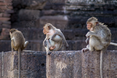 monkey scratching itself between other monkeys © Denis Feldmann