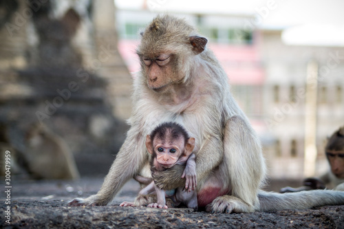 monkey mother holding her child © Denis Feldmann
