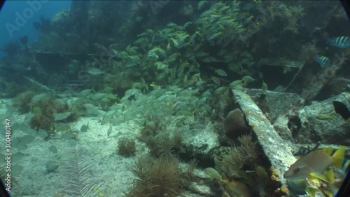 Wallpaper Mural swimming into large school of fish over wreck Torontodigital.ca