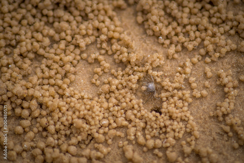 small crab on a sand beach 
