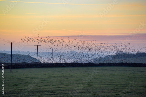 starlings at dawn