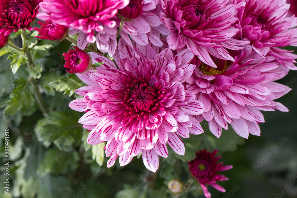 Pink chrysanthemums close up in autumn Sunny day in the garden. Autumn flowers. Flower head Pink chrysanthemums close up in autumn Sunny day in the garden. Autumn flowers. Flower head
