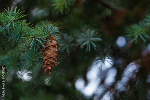 Cones on the branches of a large spruce. Beautiful Pine tree swaying in the wind.