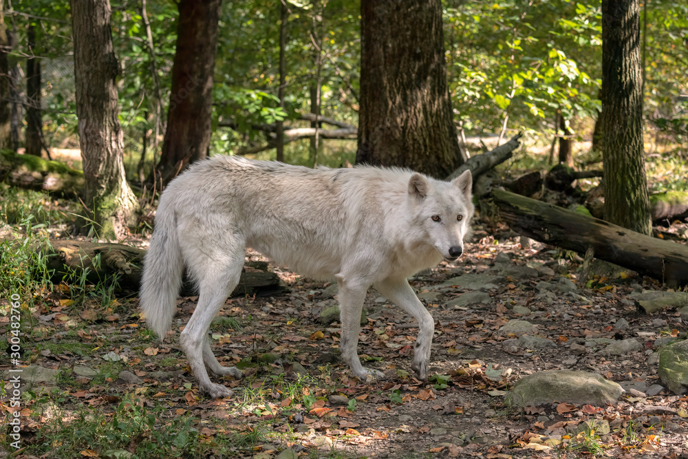 Gray wolf (timber wolf) with white fur walking through a clearing in the woods with Fall leaves on the ground. Gray wolf (timber wolf) with white fur walking through a clearing in the woods with Fall leaves on the ground.