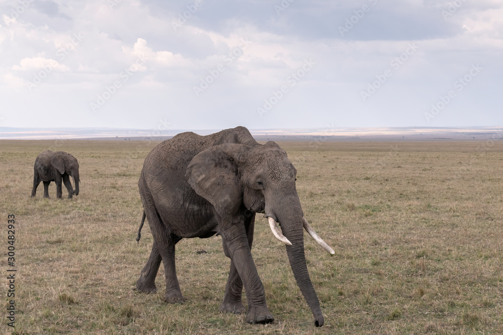 Obraz premium A mother elephant followed by her calf walk across the savanna under a cloudy sky. Image taken in the Masai Mara, Kenya.